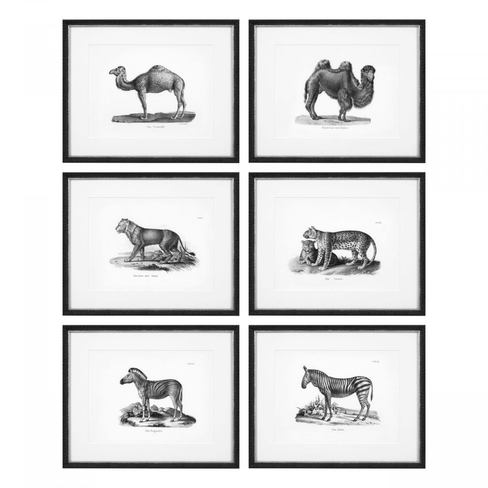 Reproducciones de láminas Historical Animals (set de 6) de Eichholtz